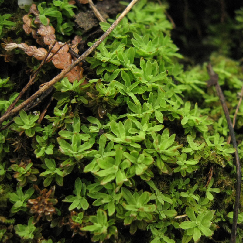 Encalypta procera
